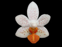 Phalaenopsis Mini Mark by W.Apel