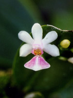 Phalaenopsis Little Dream by L.Vincent