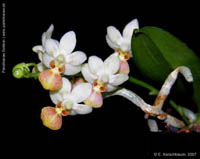 Phalaenopsis n.r. (Micro Nova x Fantasy Musick by E.Kerschbaum