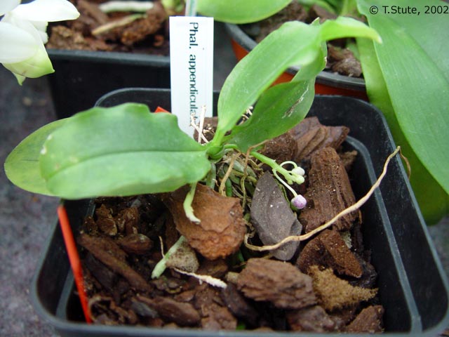 Habitus