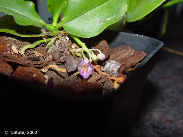 appendiculata in Blte